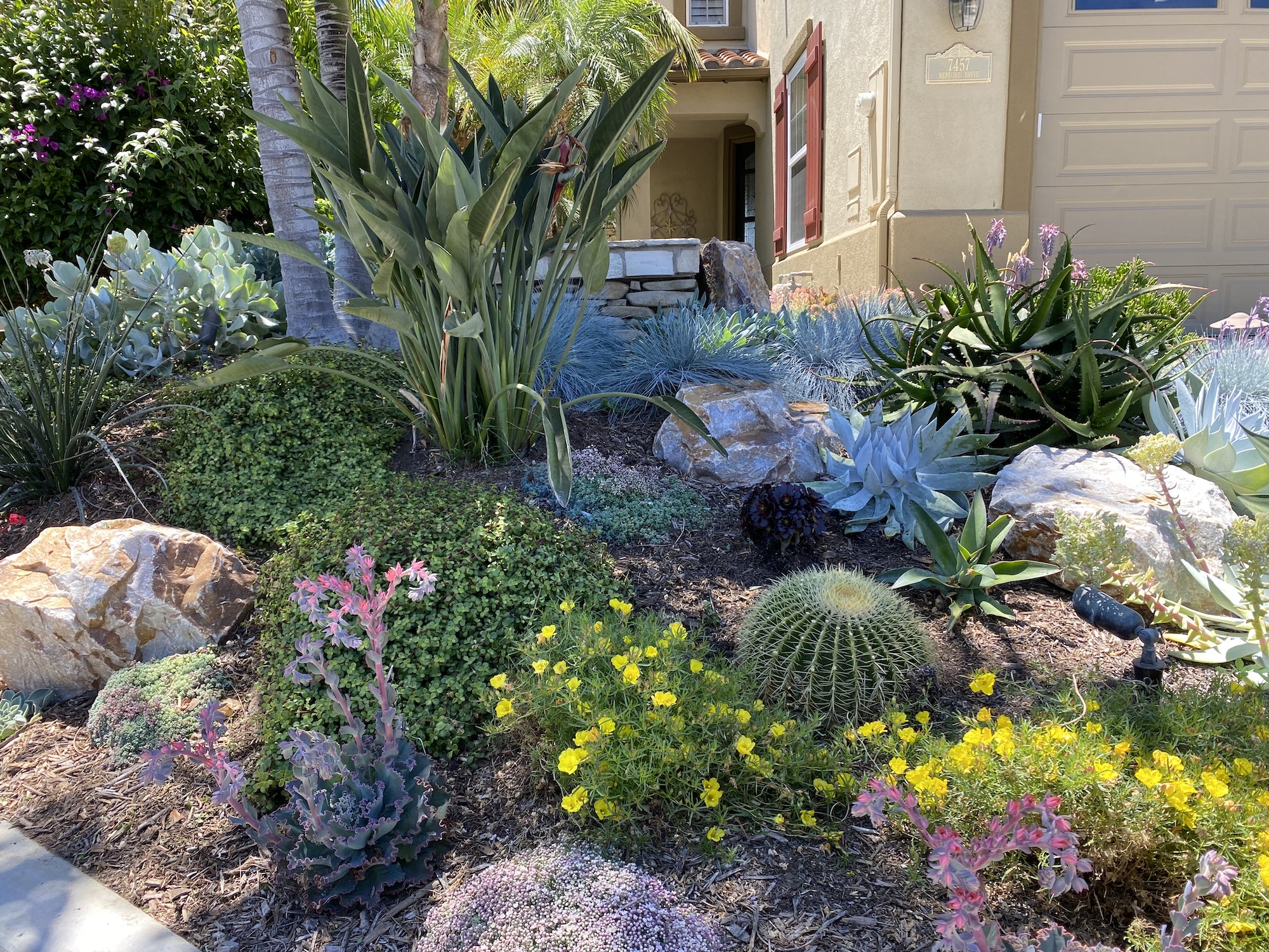 drought tolerant garden succulents , rocks and cactus uses very little water , is low maintenance